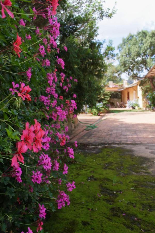 B&B Le Corti Di Aloa San Pantaleo Zewnętrze zdjęcie